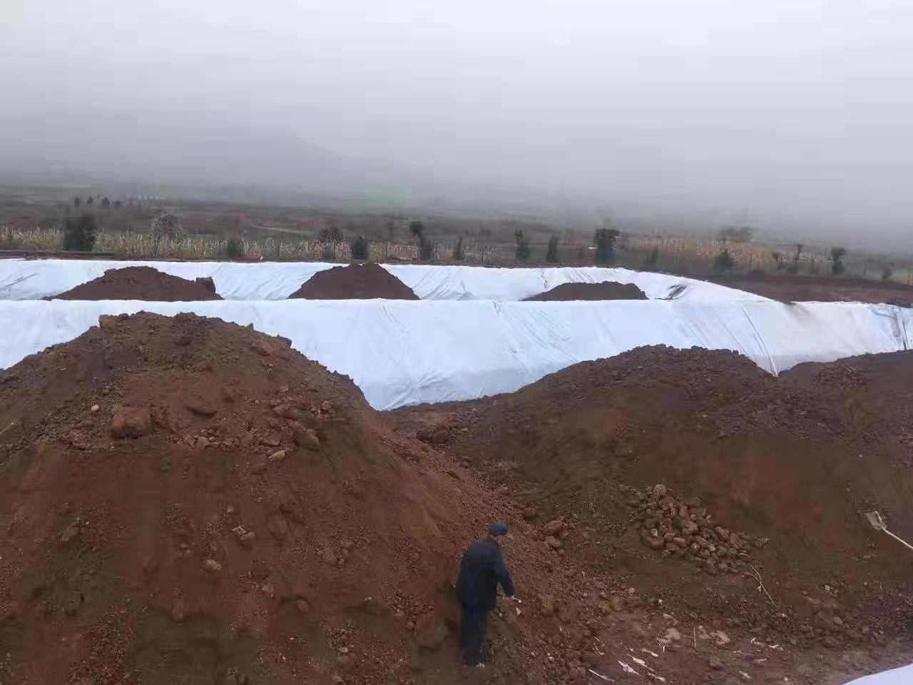 HDPE91香蕉视频下载地址膜(蓮藕專用膜)的栽培模式
